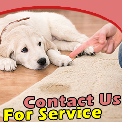 Contact Carpet Cleaning